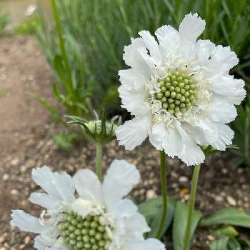 白いお花の画像 by 鯉太郎さん | スカビオサとお庭と大好きなお花と白いお花