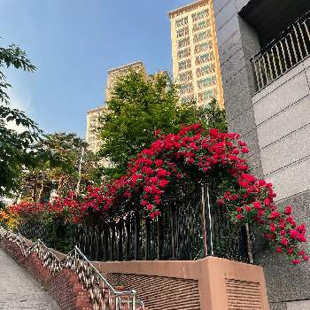 風薫る五月の画像 by selinaさん | バラとばら バラ 薔薇と風薫る五月と真っ赤なバラと赤い花とツルバラ☆とバラが好きと花のある暮らしとお散歩と海外暮らし