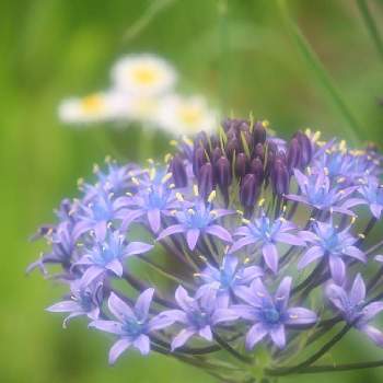 今日はニコニコの日の画像 by 　　tuguさん | シラー・ペルビアナとキュンキュン乙女倶楽部とパープルと花のある生活と今日はニコニコの日とシラー・ペルビアナの花と花のある暮らしと55と繋がりに感謝✨