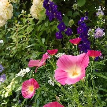 好きな花の画像 by ぱこさん | 小さな庭とバラ マルク アントン シャルポンティエとカンパニュラ・アルペンブルーとクナウティア　アルベンシスとカリフォルニアポピーと千鳥草と好きな花とナチュラル・ガーデンとマイガーデンと種まきから育てるとおうち園芸と今日のお庭とガーデニングと花のある暮らしとローズガーデン