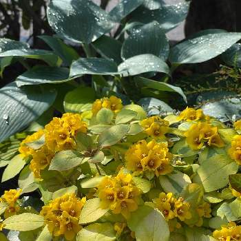 カラーリーフの画像 by AOAさん | 小さな庭とホスタ（ギボウシ） ハルシオンとリシマキア・リッシーとカラーリーフとお花大好き♡とお気に入り♡とおうち園芸と黄色の花とキレイだな♡と花のある暮らしとかわいいな♡