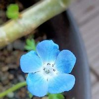 ネモフィラ,春のお花,青いお花,おうち園芸,鉢植え✨の画像
