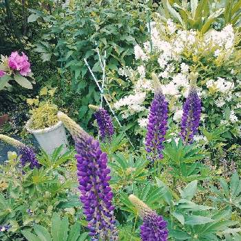 きれいの画像 by とこちゃんさん | 小さな庭とルピナスと遊び心と大好きな色と癒しとGS映えときれいとおうち園芸と花いろいろと可愛いと花のある暮らしと紫の花と感激