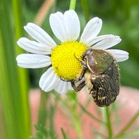 カモミール,ハナムグリ,ハーブ,花壇,ガーデニングの画像