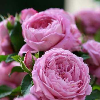 バラ大好きの画像 by ボヤージュさん | 小さな庭とフラゴナールと水曜ローズショーと薔薇に魅せられてとバラ大好きとバラのある暮らしとデルバールとばら 薔薇 バラ