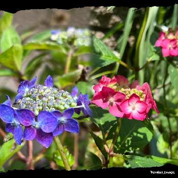 ネコ好きの画像 by しぶちゃんさん | 小さな庭とヤマアジサイ 紅とヤマアジサイ 藍姫とネコ好きと山野草と青い花と山紫陽花*と赤い花と花のある暮らし