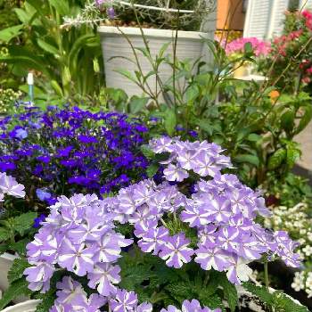 植物のある生活の画像 by チップズママさん | ロベリアとスーパーベナ アイストゥインクルと植物のある生活とパープルと青い花とお花色々☆と綺麗な色♡と花のある暮らし