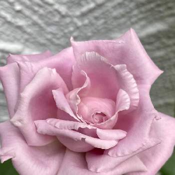 ブルームーンの画像 by mikiさん | 小さな庭とブルームーンとばら バラ 薔薇