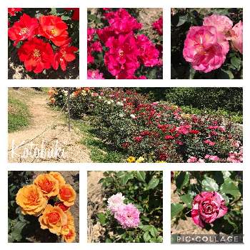 バラ園の薔薇の画像 by Kotobukiさん | お出かけ先とバラ園の薔薇と種松山公園