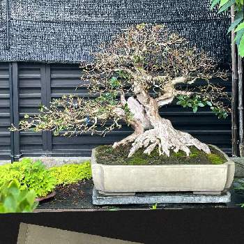 サツキ盆栽の画像 by ryo-ggさん | さつき♡と皐月（さつき）と剪定とさつき盆栽とサツキ♡と盆栽とサツキ盆栽