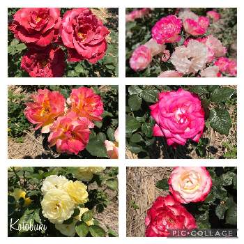 バラ園の薔薇の画像 by Kotobukiさん | お出かけ先とバラ園の薔薇と種松山公園
