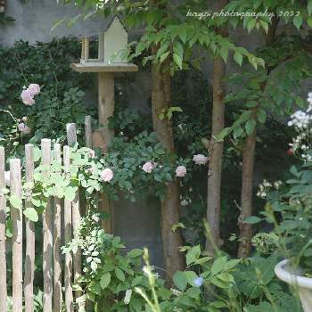 コバノズイナの画像 by kayoさん | 小さな庭とヒメシャラとクレマチス マシュマロとHikaru's roseとコバノズイナとバラとばら バラ 薔薇とバラはいいなぁとkayo庭作りの記録と手作りの庭とマイガーデンとバラのある暮らしと庭作りとナチュラルガーデンとミラーレス一眼とナチュラルスタイルとガーデニングと花のある暮らしとお花のある生活とバラ・ミニバラとロザリアンとバラを楽しむ