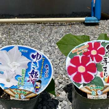 庭に咲く花の画像 by T-akioさん | 小さな庭とあさがおと庭に咲く花と今日の一枚と成長記録とガーデニングと花のある暮らしと小さなお庭