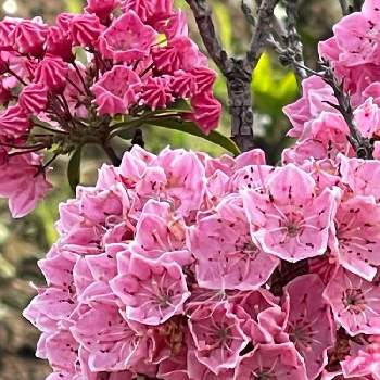感謝の画像 by ベィリーさん | お出かけ先とカルミアとベイリーと散歩と感謝と花いろいろと花のある暮らしと朝のお散歩にてと今日のトキメキ