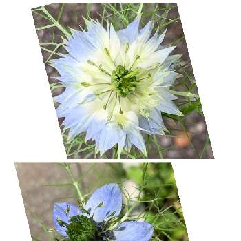 花に囲まれての画像 by miyukiさん | 小さな庭と2019同期とコロナウイルスの終息を願う！と花に囲まれてと花のある暮らしと里山暮らしと青空