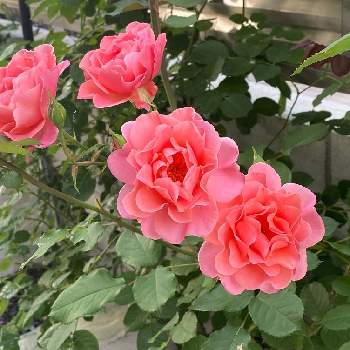 バラが好きの画像 by H1207さん | フェンスとバラ サンセットグロウと薔薇とバラ初心者とバラのある暮らしとつるバラとおうち園芸とバラが好き