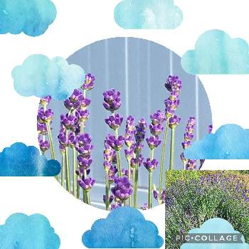 いい香りの画像 by 磯さんさん | 紫色と癒されて〜と小さな幸せ❤とイングリッシュ・ラベンダーといい香りと花のある暮らしとお出かけ先。と朝のウォーキング