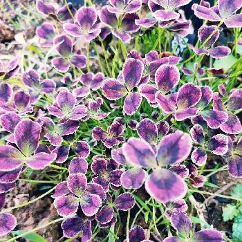 クローバー ティント,耐寒性宿根草,冬越し,癒し,花壇の画像
