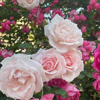 薔薇ニュードーンの画像 by しげちんさん | 小さな庭と薔薇♪と薔薇ニュードーン