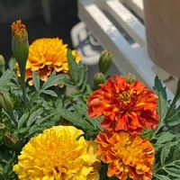 マリーゴールド　ストロベリーブロンド,鉢植え,開花,黄色の花,オレンジの花の画像