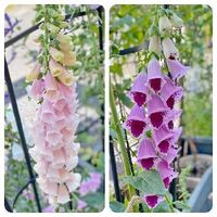 ジギタリス　パープレア　サットンズアプリコット,ジギタリス　シュガープラム,ジギタリス,植物のある暮らし,ピンクの花の画像