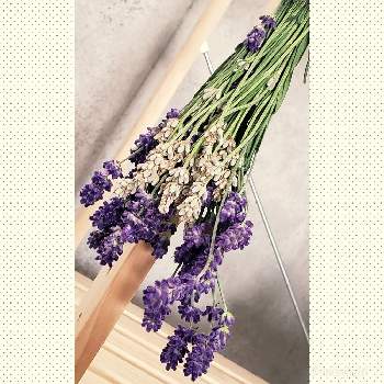 ラベンダーの香りの画像 by valoさん | インテリアとラベンダーの香りとインテリア小物とドライフラワーとたくさんの実がついてますとプレゼントと紫の小花