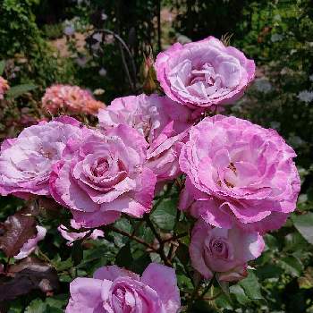 私の癒し♡,薔薇愛同盟,花が好き❤,われら17年組,おうち園芸の画像