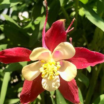 オダマキの花の画像 by 花土葉さん | 小さな庭と赤い花とオダマキの花