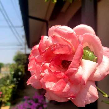 ピンクの画像 by ひなさん | 小さな庭とバラ、薔薇、ばらとカエルさんとピンクと花のある暮らしと初夏の庭とばら バラ 薔薇