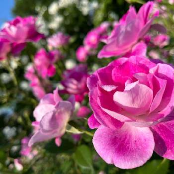 いい香りの画像 by ユミさん | お出かけ先とバラ園の薔薇と綺麗な花と君も花が好きなのかといい香りと花のある暮らしと綺麗な色と地植え