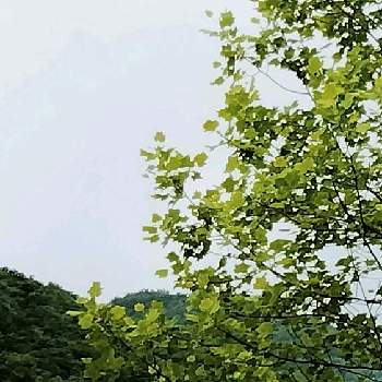 雨上がりの画像 by moonさん | お出かけ先と雨上がりと初夏へと散歩と秋保大滝植物園と新緑