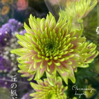 スプレー菊の画像 by michi ♪さん | お出かけ先とスプレー菊と癒しと初夏の花たちとおうち園芸と黄色い花とミッチの会とガーデニングと花のある暮らし