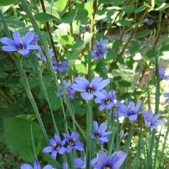 いやし♪の画像 by かすみそうさん | 小さな庭とニワゼキショウとチーム・ブルーNo.120とおうち園芸とリフレッシュ♡と青い花マニアとチーム・ブルーといやし♪と紫のお花と青い花とその葉を写そう！2022
