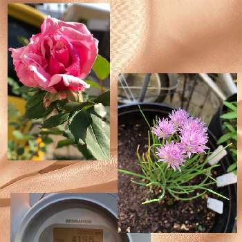 チャイブのお花の画像 by ❤︎Hypnotic❤︎さん | 玄関と暑い！とピンク色のバラと花と暮らすとチャイブのお花