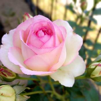 初めての画像 by ayuminさん | 小さな庭と優しい色..✲*❀と北向の庭と愛らしいと上品と本格的な薔薇とマイナチュラルガーデンと初めて