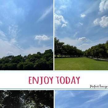 公園の樹木の画像 by ひろみさん | お出かけ先と公園の木.と公園の樹木と空と雲と緑と愛しい命といつもの公園と公園の木と爽やかとお気に入りです♬と空と雲