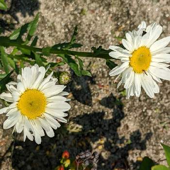 白色の花の画像 by まーさん | 畑と花のある暮らしと白色の花