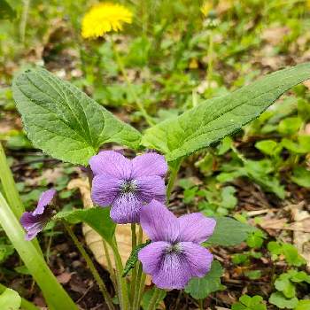 紫色のお花の画像 by ジャージーさん | お出かけ先とサクラスミレと美しい姿と山野草と多年草と紫色のお花と可愛いと小さい花と北海道