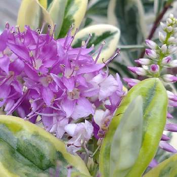 バラクライングリッシュガーデンの画像 by hiroさん | 医療関係者に感謝と紫の花が好きとJuneの会とヘーベ♪とコロナに負けるな‼️とヘーベスペキオサとバラクライングリッシュガーデンとへーべ　バリエガータ