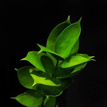 グリーンの画像 by C.Brushさん | ルスカスと観葉植物とグリーンインテリアとグリーン！グリーン！グリーン！と今日の一枚と可愛いとインテリアグリーンとグリーン