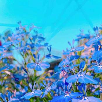 癒しの時間の画像 by 3079 Flower Gardenさん | 小さな庭とロベリアとアズーロ・コンパクトとみどりのある暮らしと癒しの時間とお花を楽しむと青い花とガーデニング