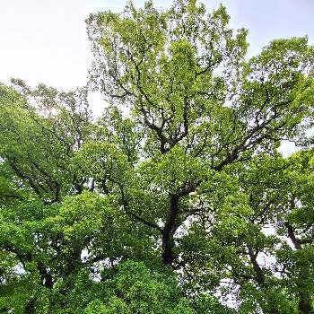 樹木の画像 by 節さん | お出かけ先と楠（くすのき）と樹木と小石川植物園とスマホ撮りと樹木見上げ隊