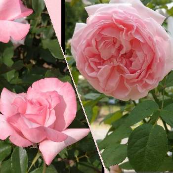 プリンセスマサコの投稿画像一覧 Greensnap グリーンスナップ