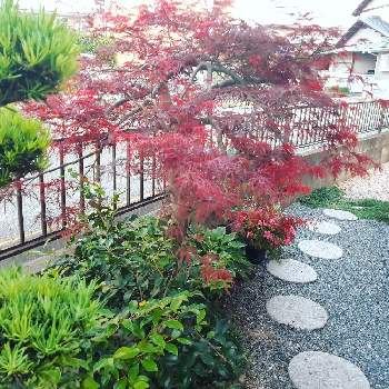 福岡の画像 by のな。さん | 小さな庭と紅垂れ紅葉とマイガーデンと福岡