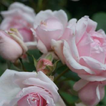 バラが好きの画像 by puttinさん | 小さな庭とプチトリアノンとばら バラ 薔薇と季節の花とガーデニングとバラが好きと花のある暮らしとロザリアン