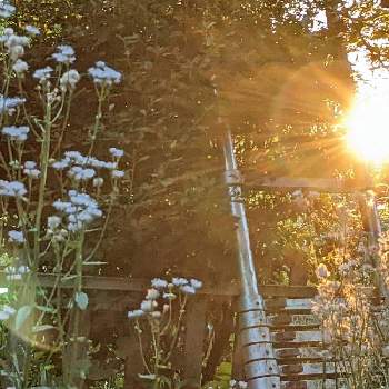 ドッグラン✽の画像 by 秋草さん | 広い庭とハルジオンとハルジオンと我が庭の野草たちとハルジオン✽とドッグラン✽と夕陽✽とグリーンアクセサリー♪