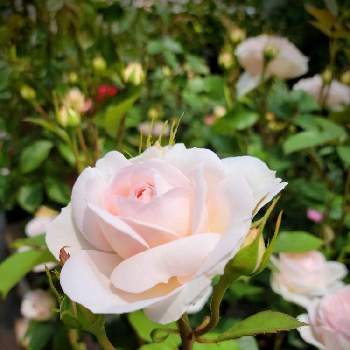 プリンセス・ヴェールの画像 by 花陽さん | お出かけ先とコロナが早く終息します様にと医療・介護の皆様に感謝とばら バラ 薔薇とありがとう❤️とGSのみなさんに感謝♡と私に花を、暮らしに華をとプリンセス・ヴェールと花のある暮らしとスマホで撮影とお散歩