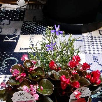 ガーデリンクの画像 by hidesgardenさん | 小さな庭とイソトマとベゴニア タブレットとPWと季節の花とコンテナガーデンとガーデリンクとガーデニングと花のある暮らしとお花好きとPW育てた