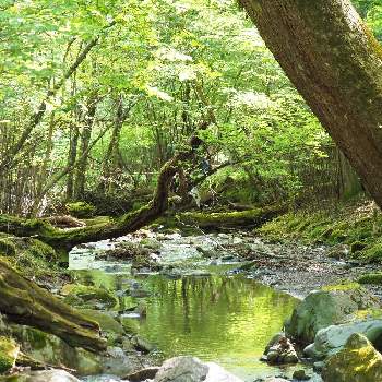 森歩きの画像 by 39goenさん | 自然と風景と森歩きと森好き
