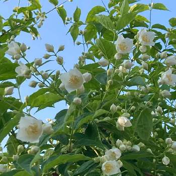梅花空木の投稿画像一覧 Greensnap グリーンスナップ